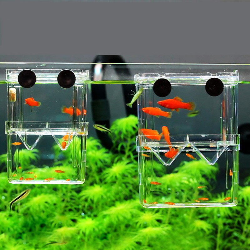 Betta Fish Tank - Peacock Fish Breeding Isolation Box Fish